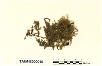 藏品(灰氣苔)的圖片